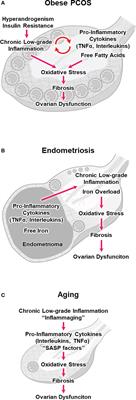 Chronic low-grade inflammation and ovarian dysfunction in women with polycystic ovarian syndrome, endometriosis, and aging